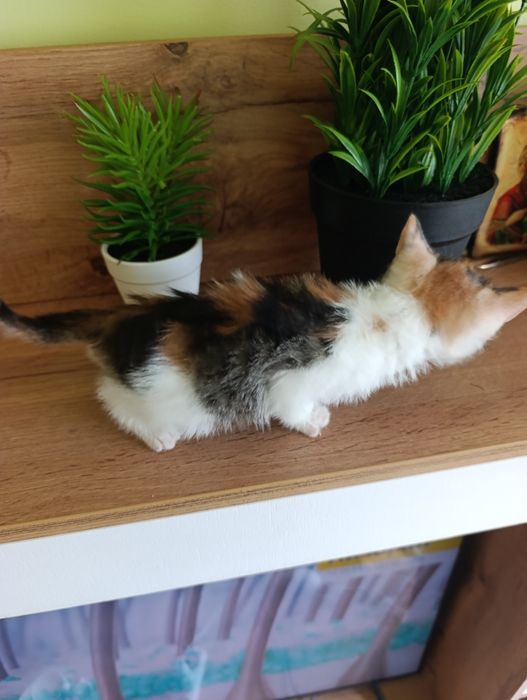 Сладки малки котенца