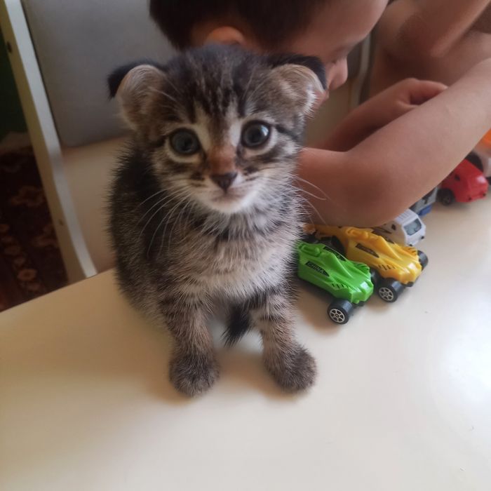 Вислоухие котята 1,5 месяц