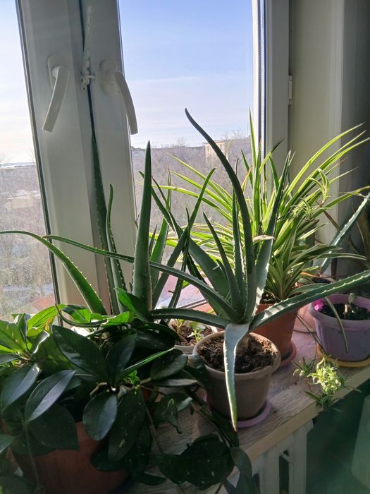 Продам алоэ -Вера(лечебный) .