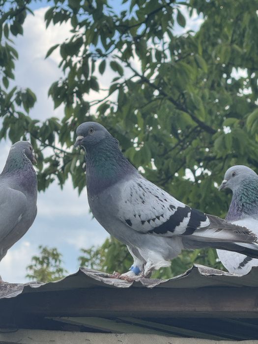 Porumbei takla Turci