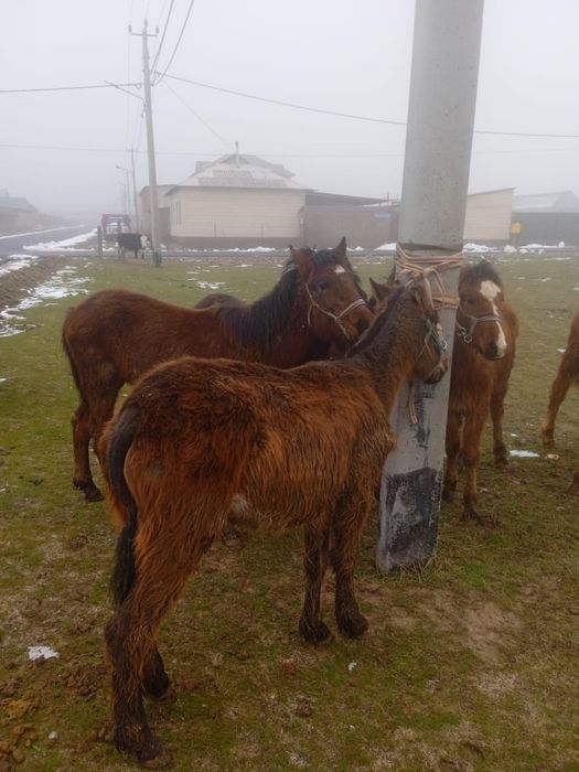 Тайлар бар, дені сау мал