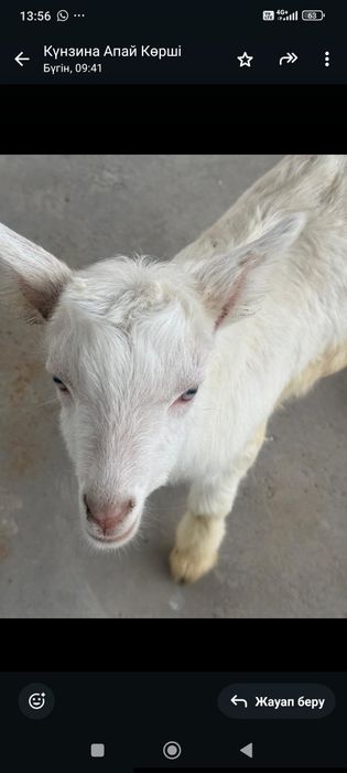 1-айлық теке лақ,15000-срочна