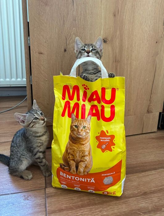 Pisicuțe pentru adoptie