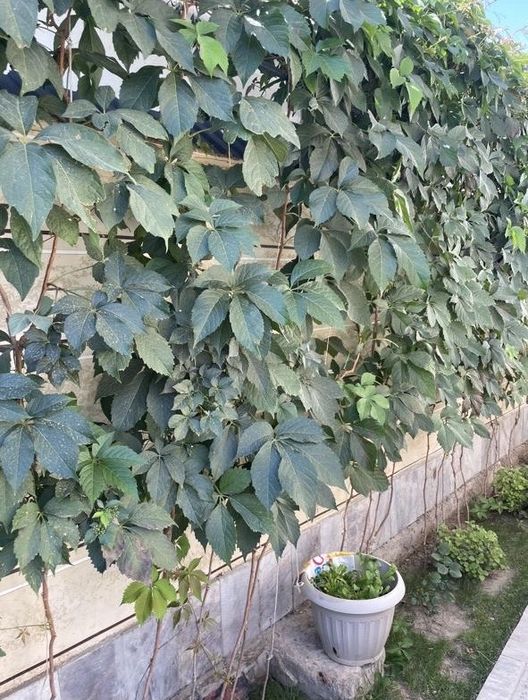 Дикий виноград декоративный кустарник