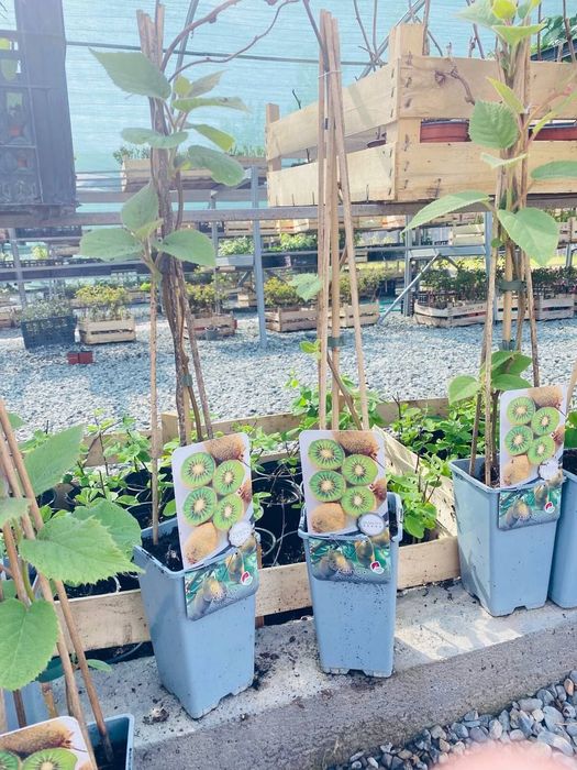 Mevali va manzarali kochatlar yashil makon