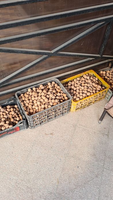 Продам орехи  грецкие