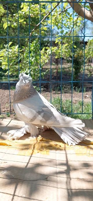 Голуби игровых кровей