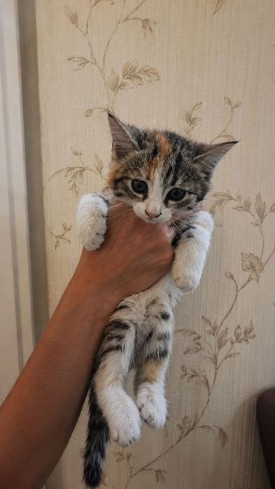 Пристраивается котёнок