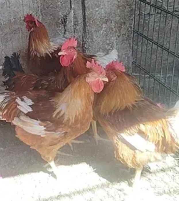 Vând cocosi de casa