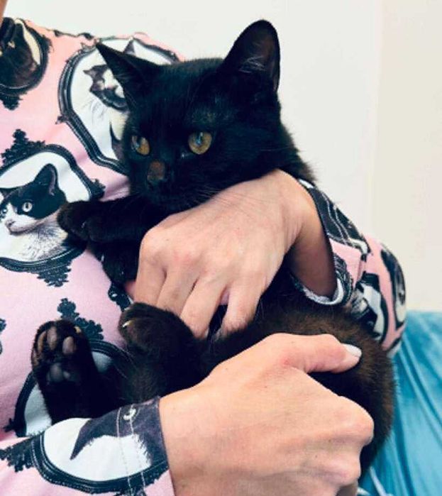 Черно коте търси дом