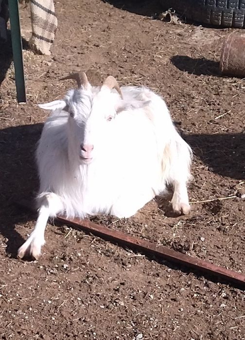 10 кози и 1 мъж запас