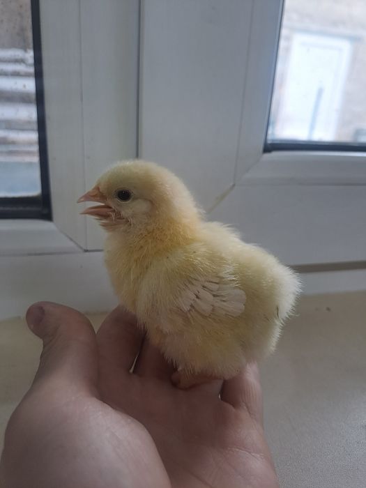 Продам домашних цыплят-несушек