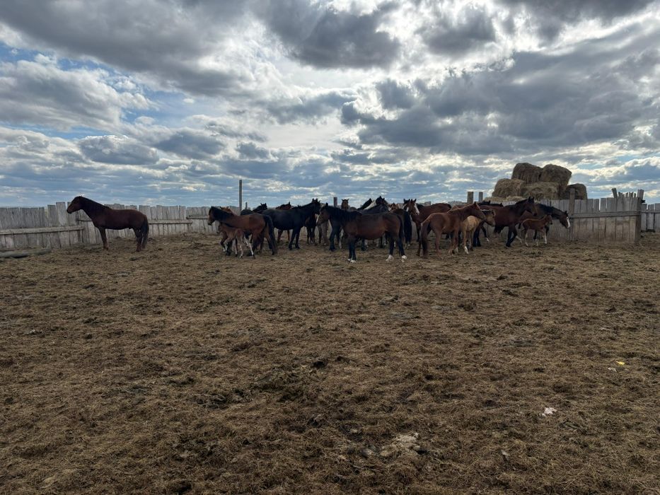 Продается табун!