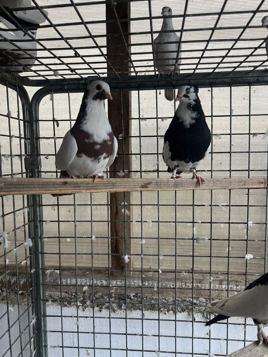 Disponibili porumbei jucatori