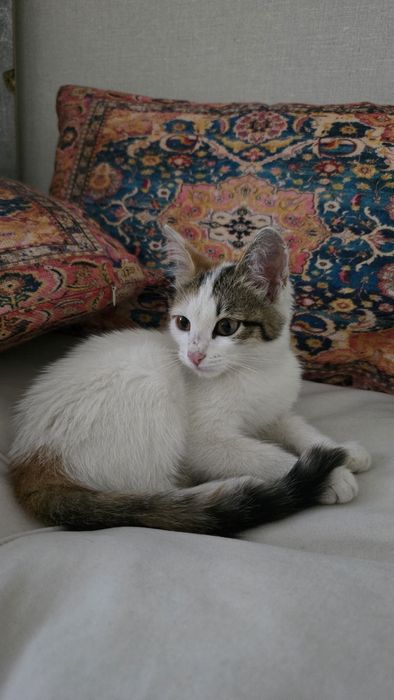 Отдам Котенка в добрые руки