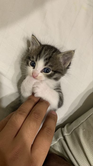 Отдам котят в хорошие руки