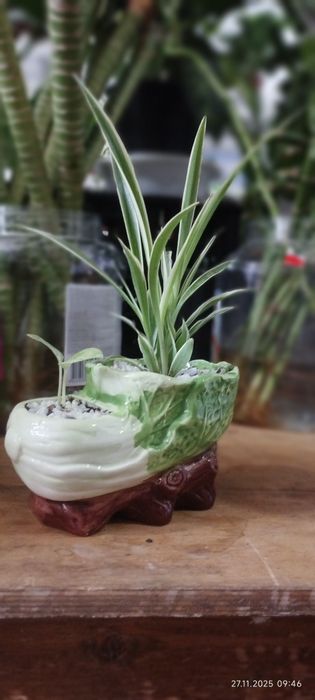 Продам хлорофитум