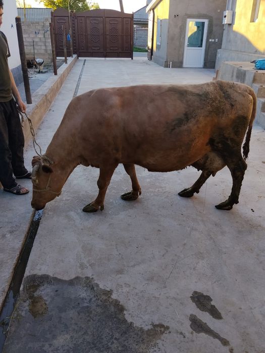 Продам карову стельная