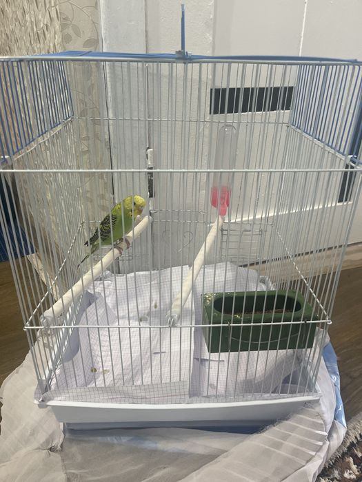 Прадаюпапугай мальчик