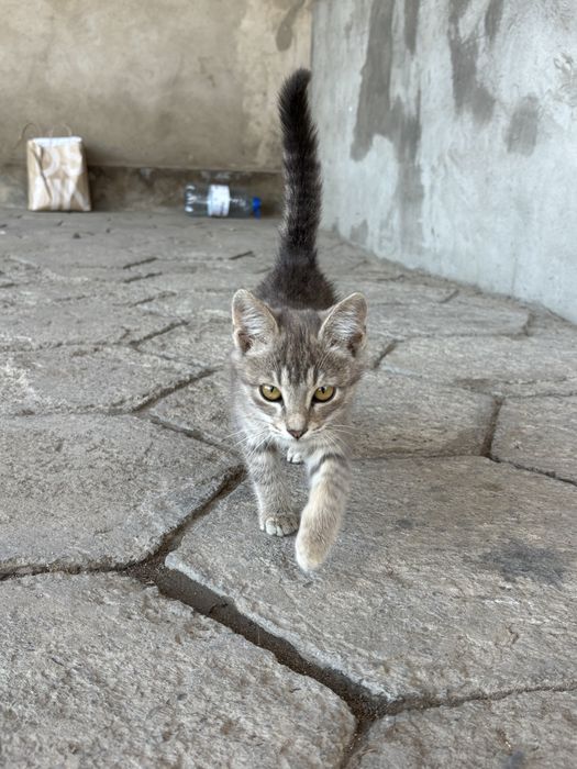 Отдам котят бесплатно