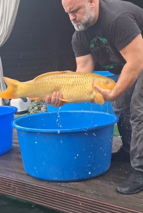 Crapi koi jumbo reproducători