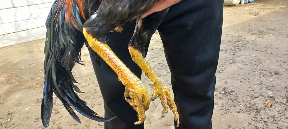 Дакан 1,6 ай кореец