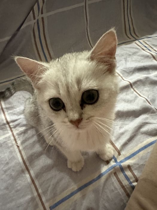 Котенок британская шиншилла