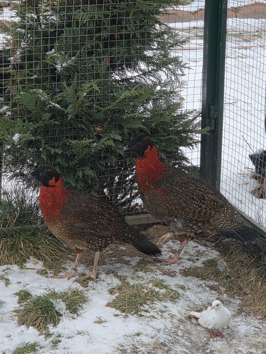 Vând fazani de Ornamet