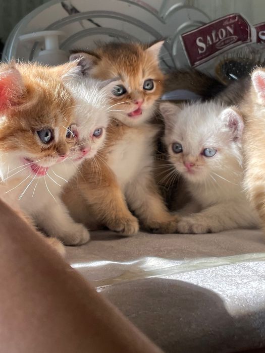 Britan Chinchilla mushukchalar