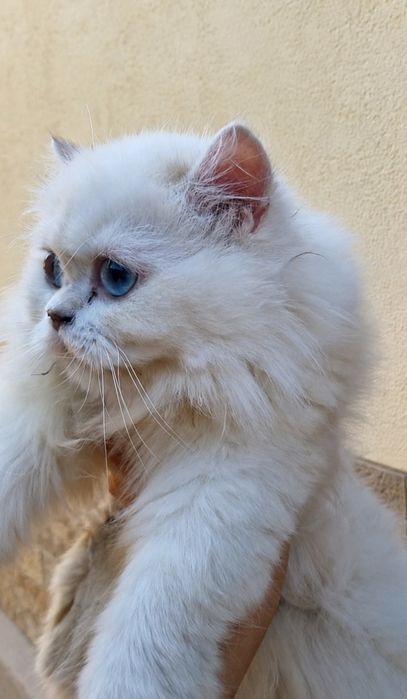 Fetiță British Longhair cu pedigree