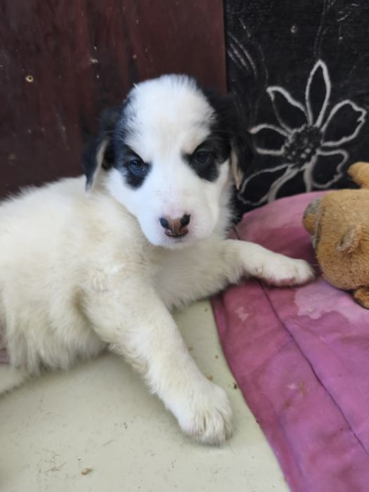 Бесплатно отдам щенков