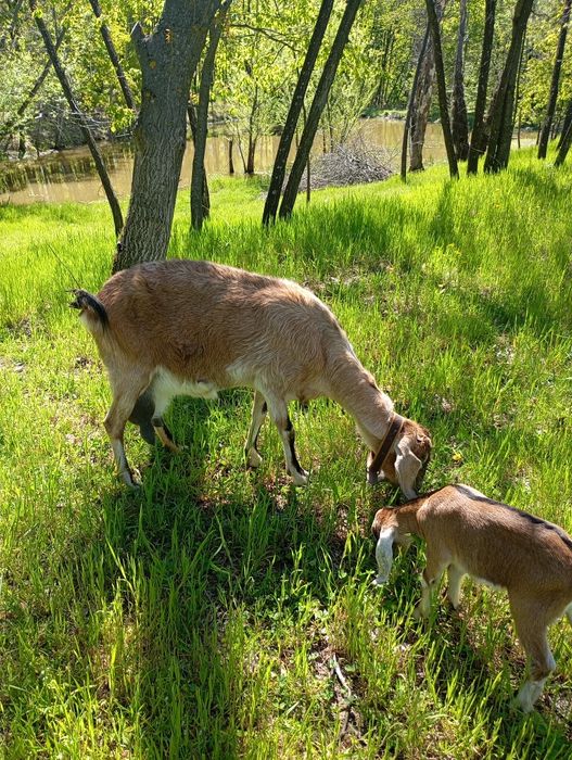Capra anglonubiana