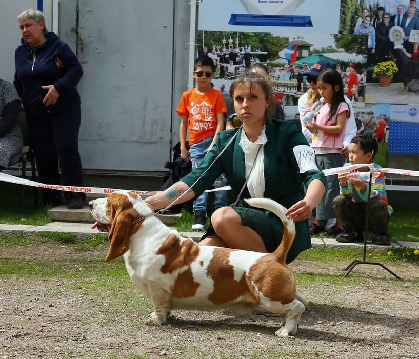 Кобель Бассет хаунда вязка
