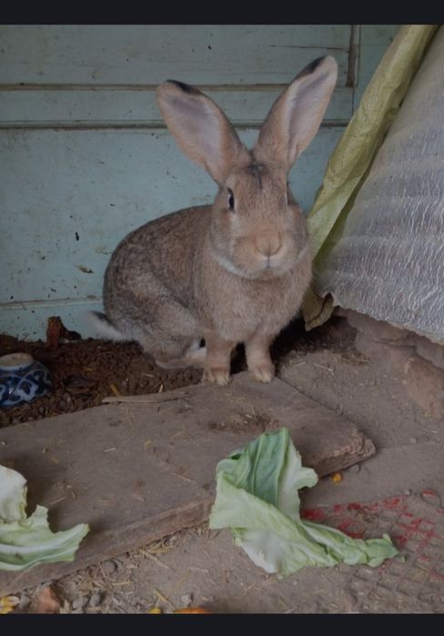 FLANDER Quyon sotiladi