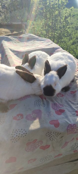 Kaliformiya quyoni sotiladi