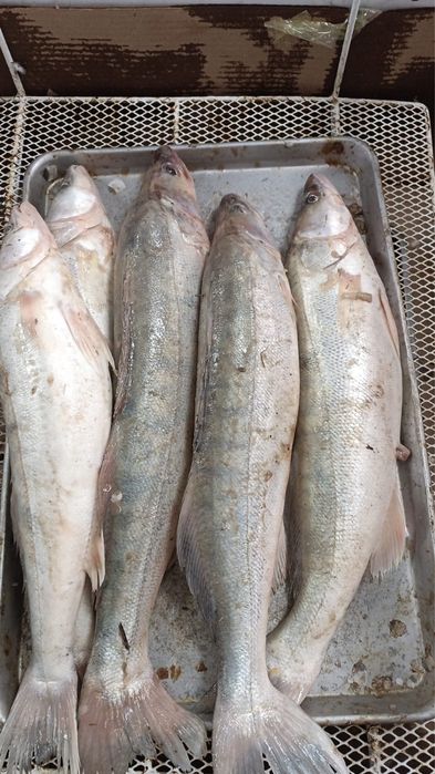 Свежая рыба и морепродукты