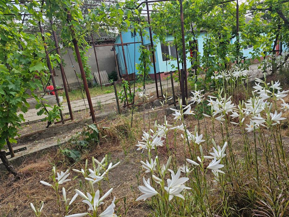 Vand teren 1600mp cu 2 case pe el in Corbu cu izvor in spatele curtii