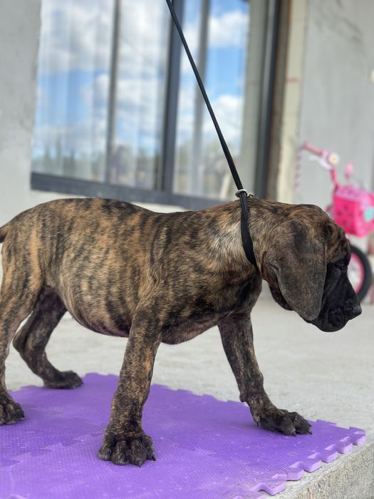 Catei presa canario