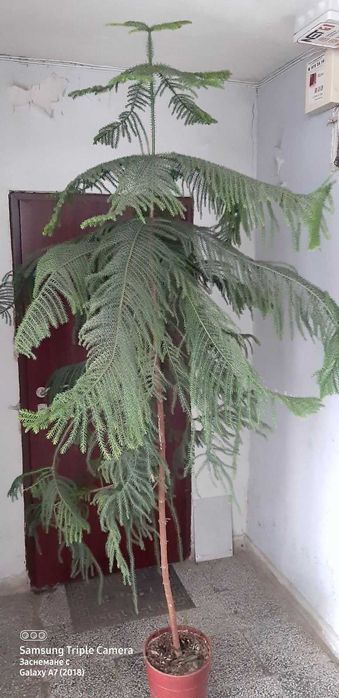 Араукария (Araucaria heterophylla)