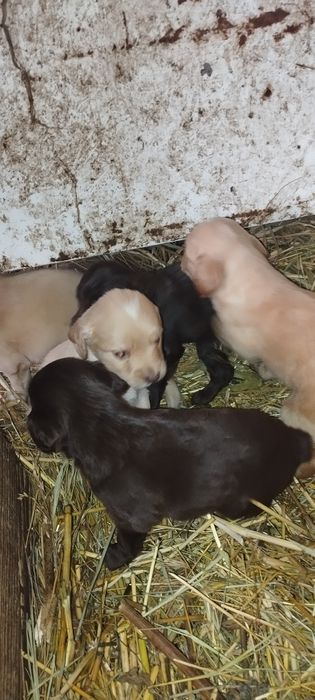 Шенки спаниелья 1 месяц