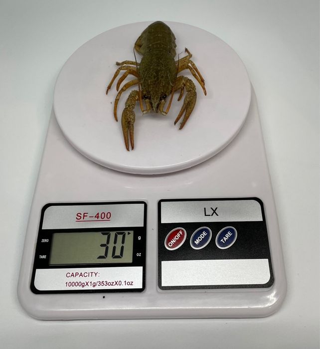 Живые раки, в наличии