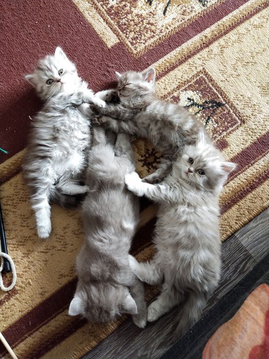 Продам котят британской породы