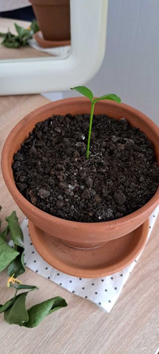 Lamai in ghiveci de teracota