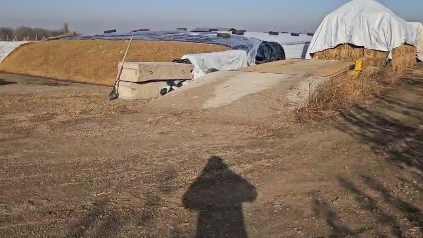 Силос кукурузный