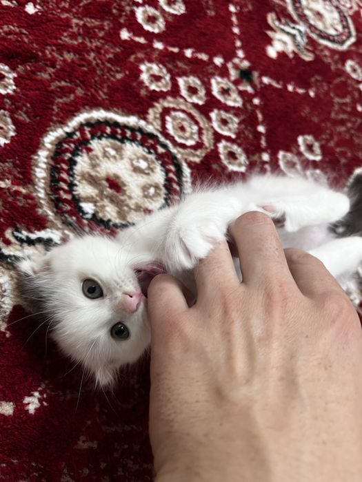 Scottish Fold, oʻgil bola