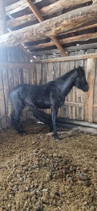 Продам жеребщика 2годовалого