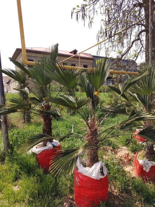 пальма вагнар palma vagnar