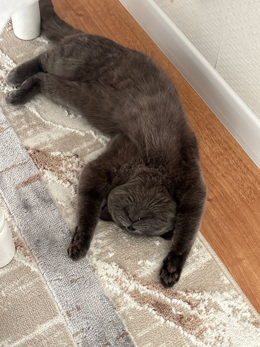 Отдам котенка в добрые руки