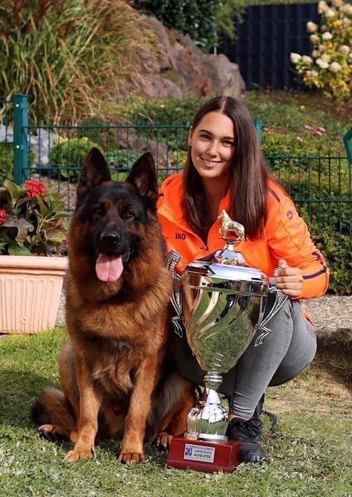 Femela ciobanesc german