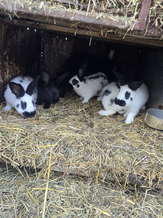 Iepurași fluture de vânzare